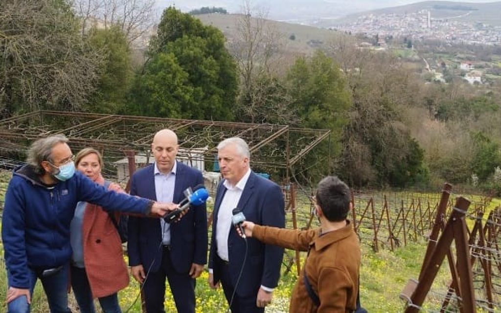 amiras pliakos ampeli