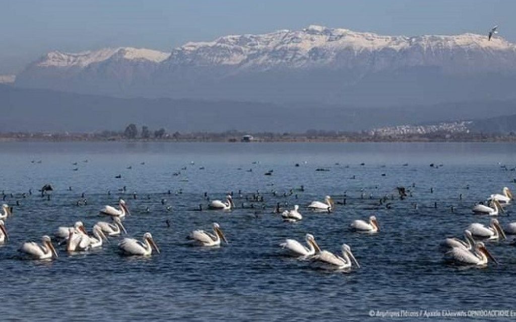 amvrakikos argiropelekanoi