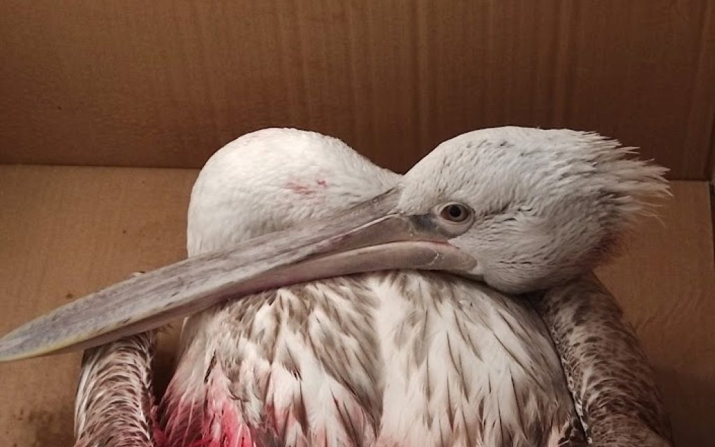 argiropelekanos traumatismenos