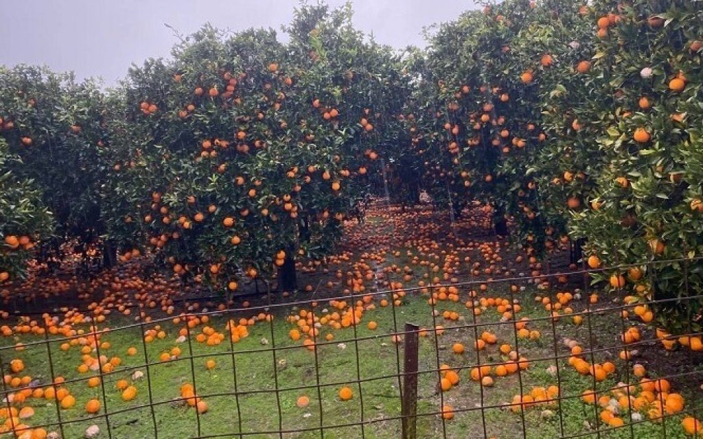 arta xorafia portokalia