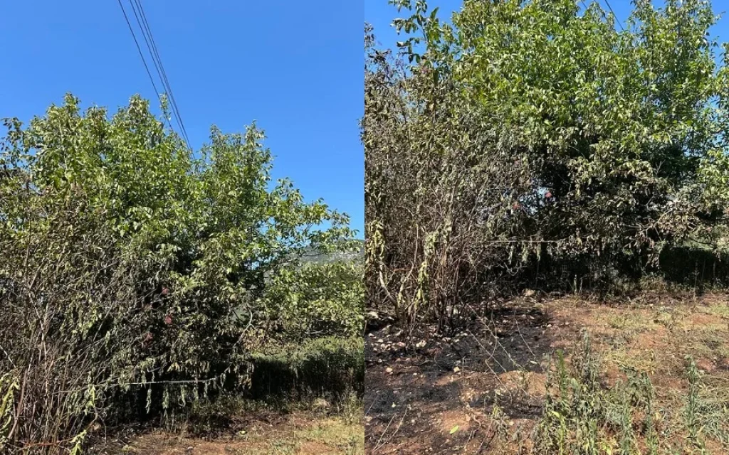 diktio reumatos dentra