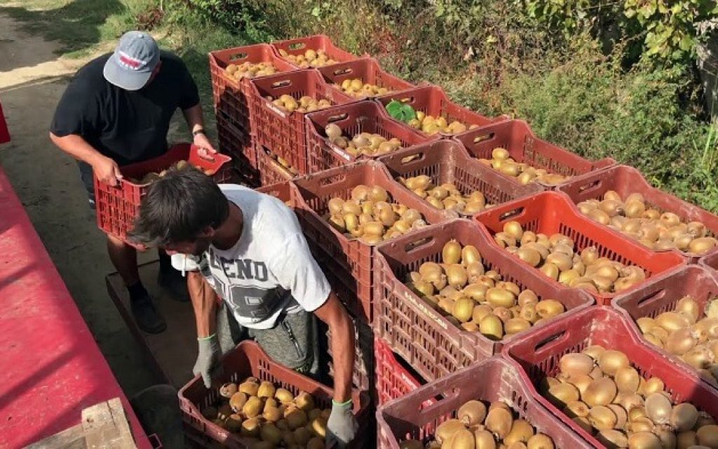 ergates gis aktinidia