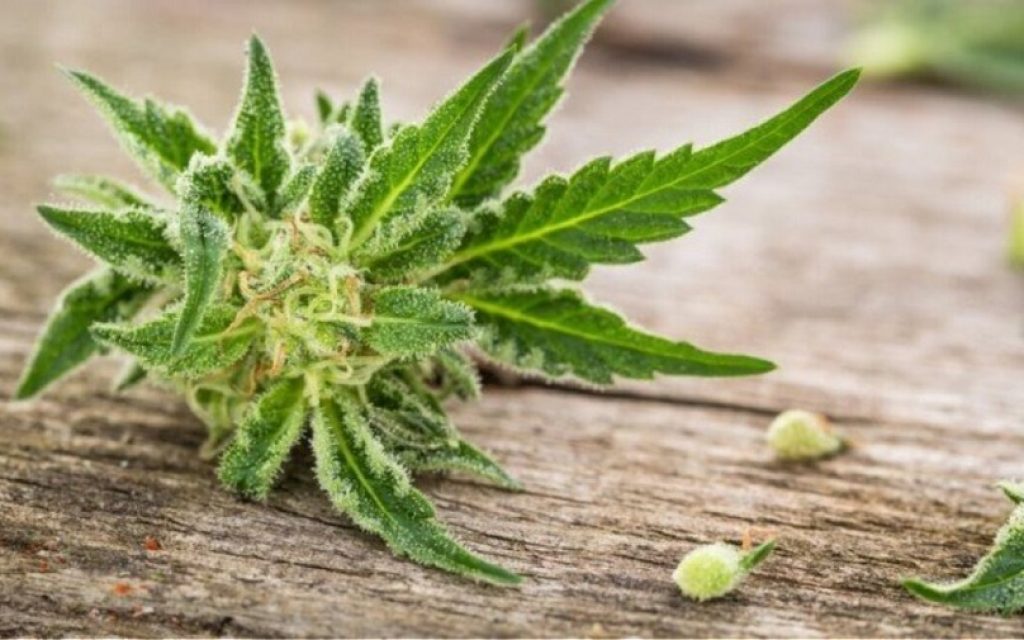 farmakeutiki kannavi