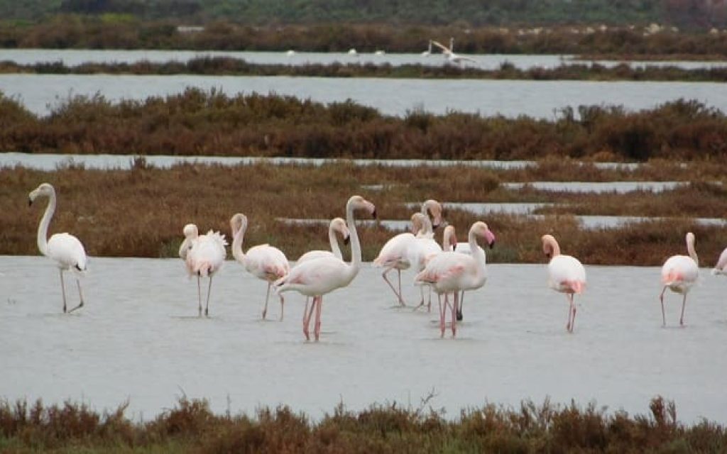 flaminko