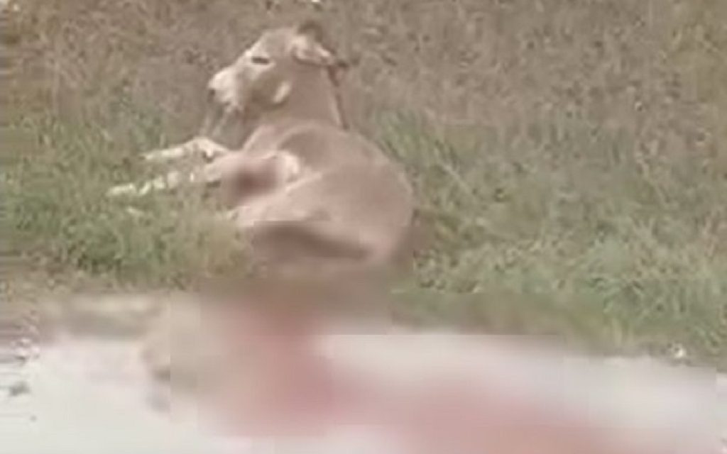 gaidaros traumatismenos