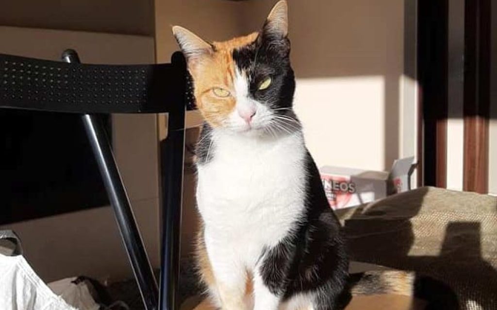 gataki anatoli