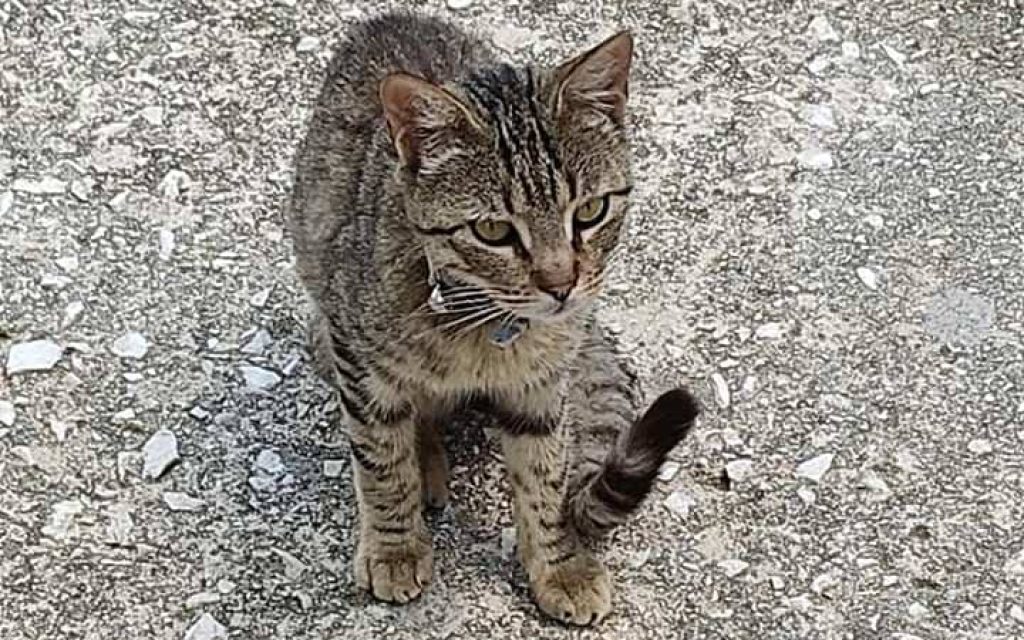 gataki