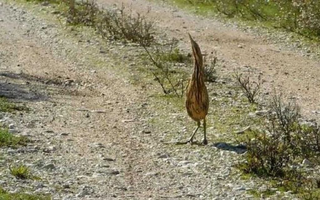 itauros