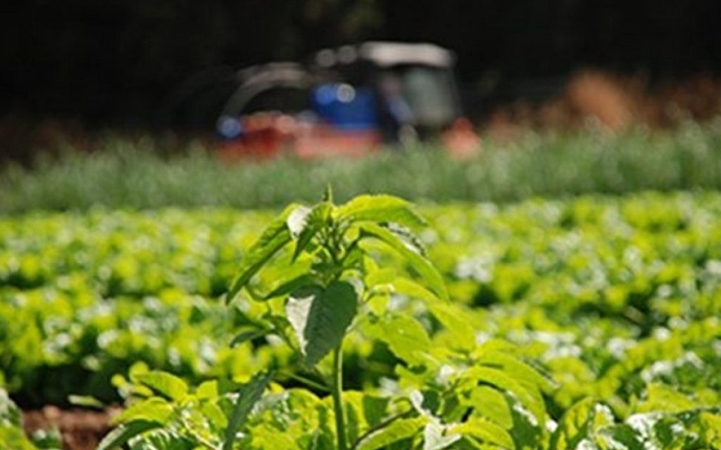 kalliergeies gegorgia