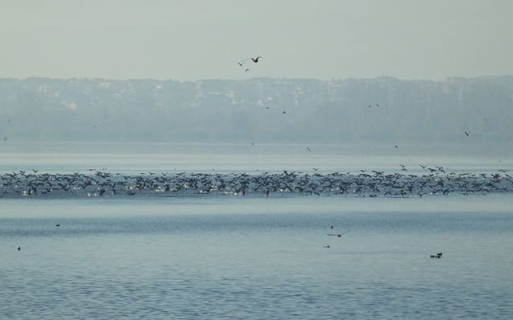 kormoranoi limni