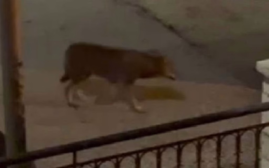 likos