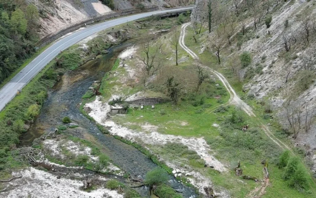 louros platanodasos