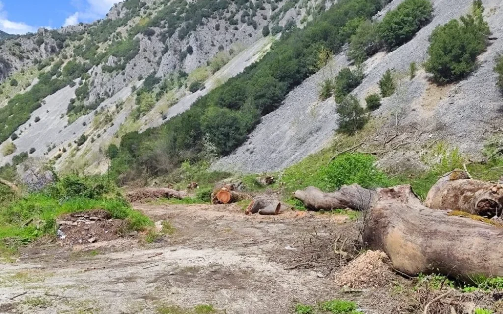 louros platanodasos3