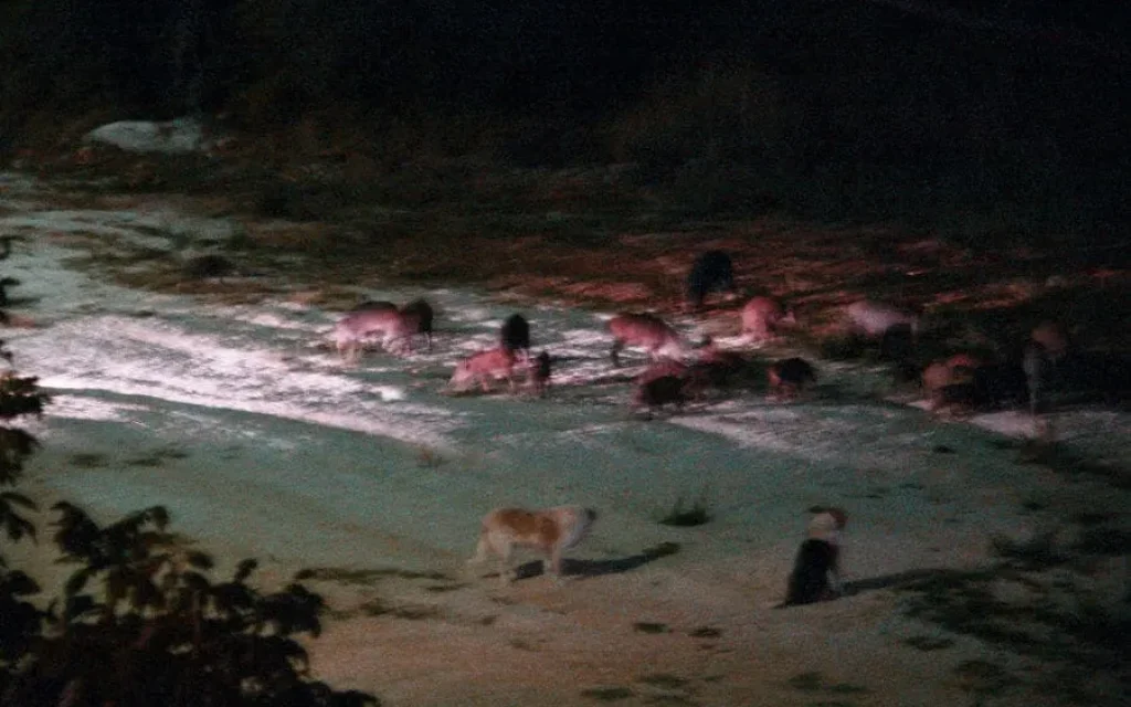 neoxoropoulo agrioxoiroi zon