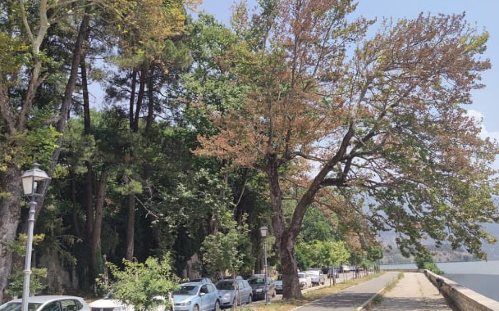 paralimnios platania3