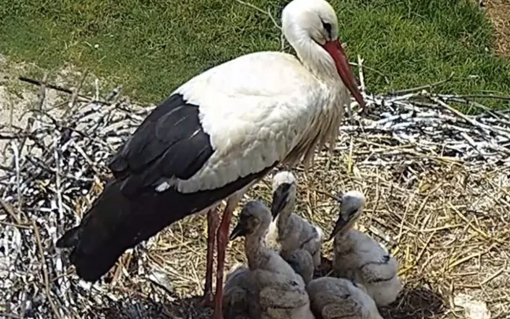 pelargos folia filippiada