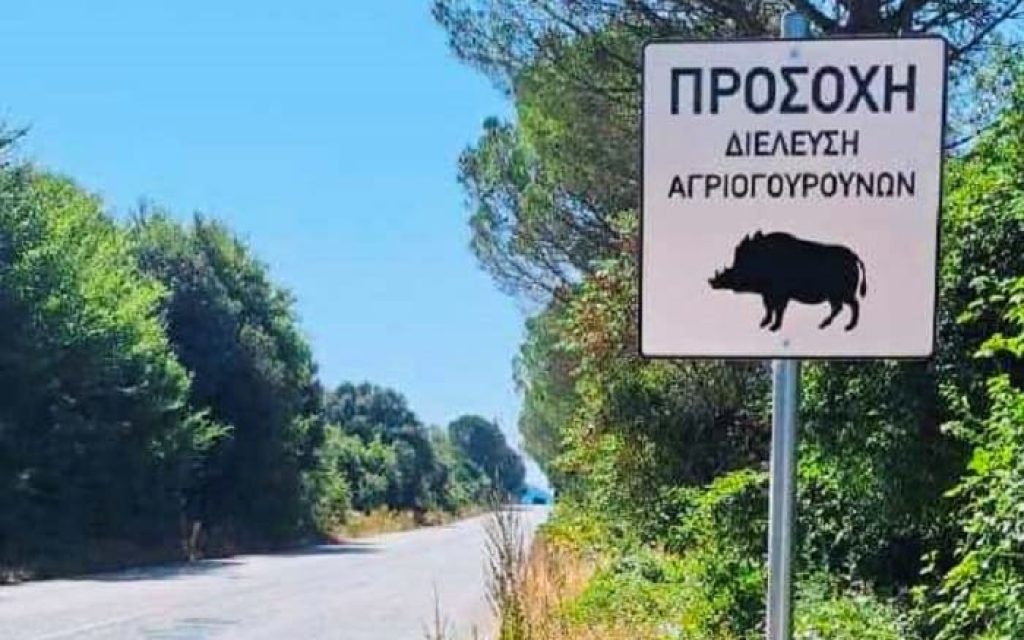 pinakides agriogourouna