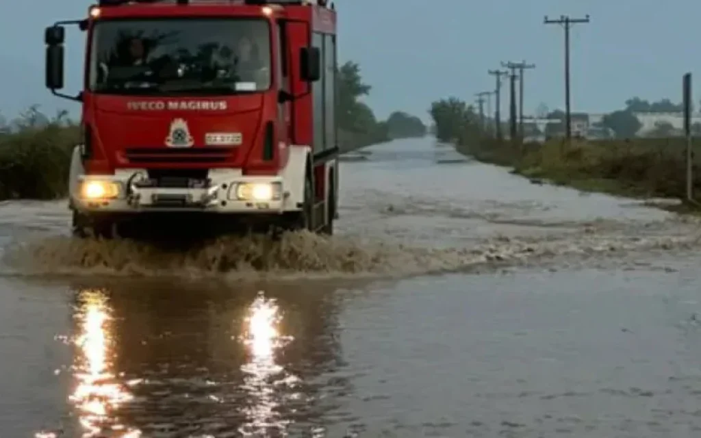pirosvestiki plimmira