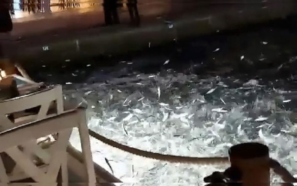 psaria preveza