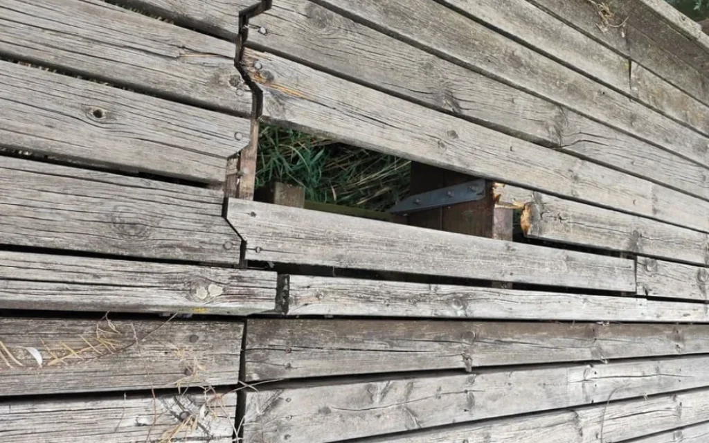 sanida paralimnos ()