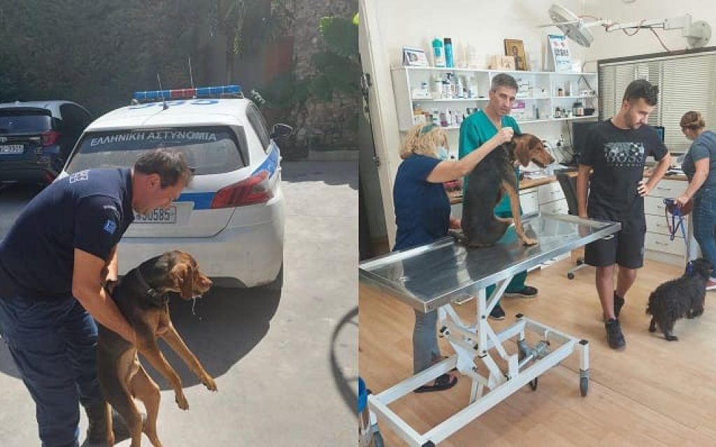 skilos diasosi astinomia