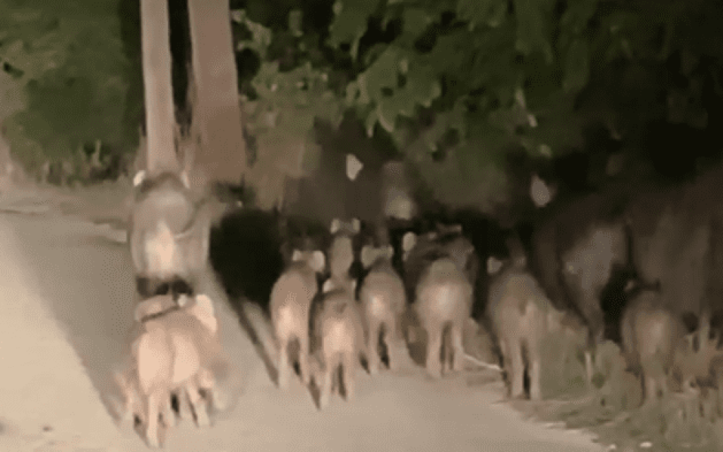 stauraki agriogourouna