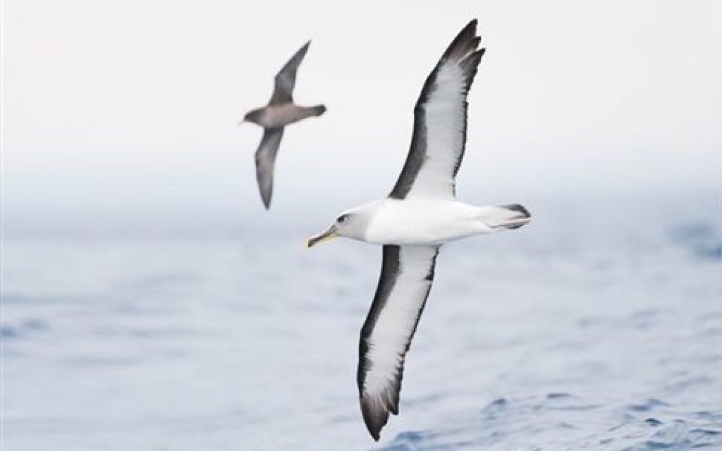 talasopoulia