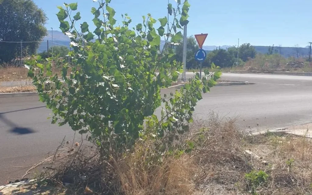 vlastisi daktilios zon