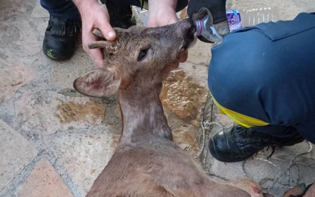 zarkadi apegklovismos